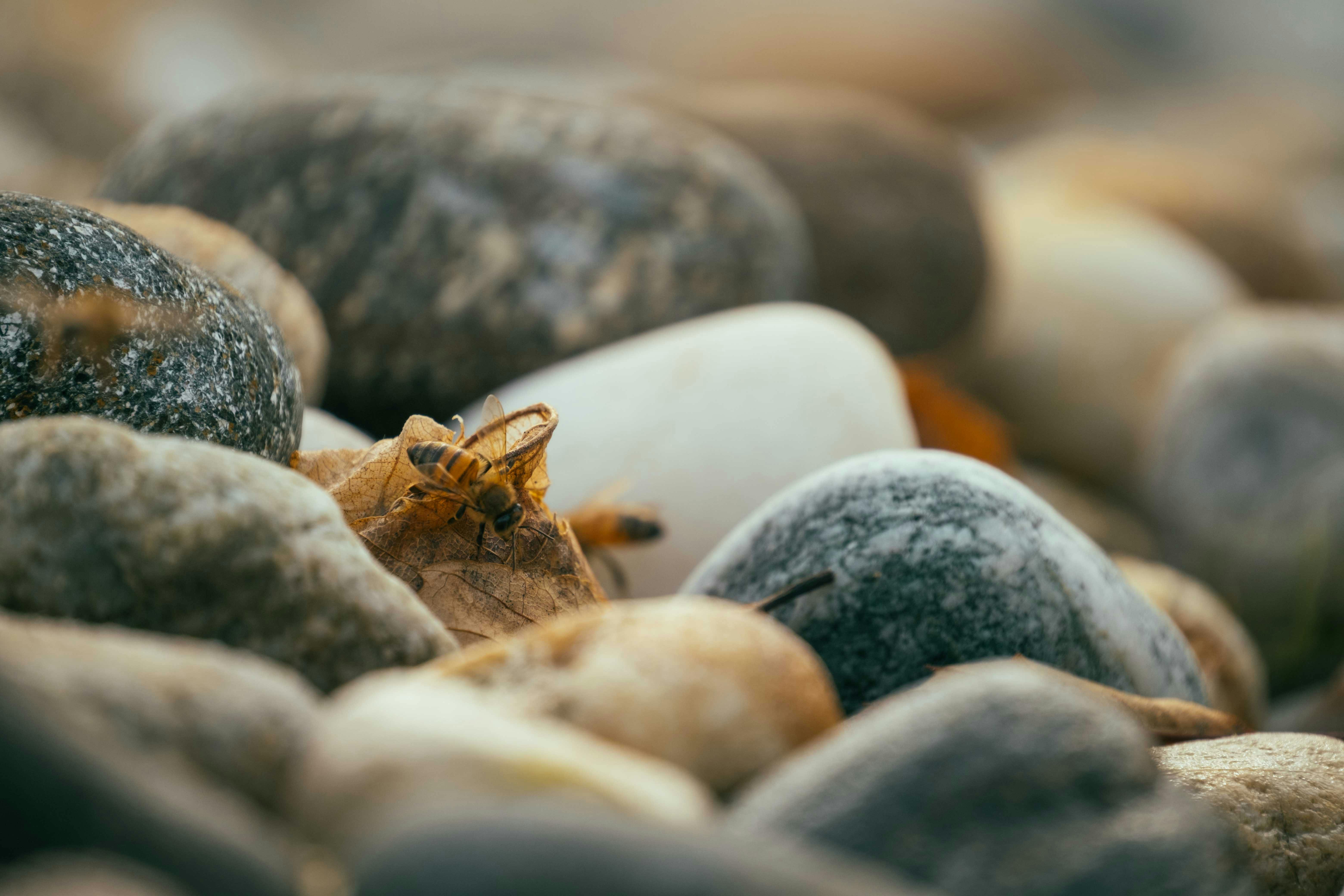 API REST vs GraphQL : Comparatif et Guide Complet 2026